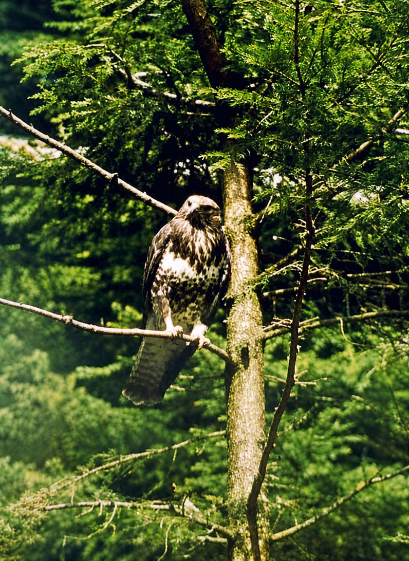 Nachher: Naturfoto beruhigt und geklärt