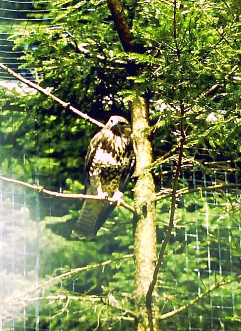 Vorher: Naturfoto beruhigt und geklärt